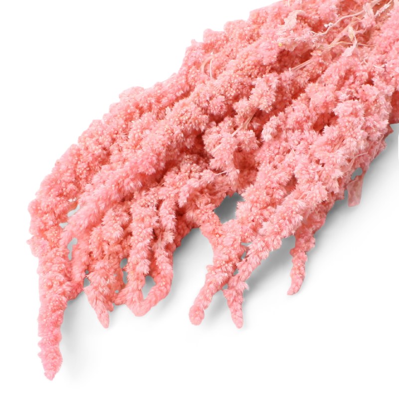 Picture of Dried Amaranthus Thumb Pale Pink 75g